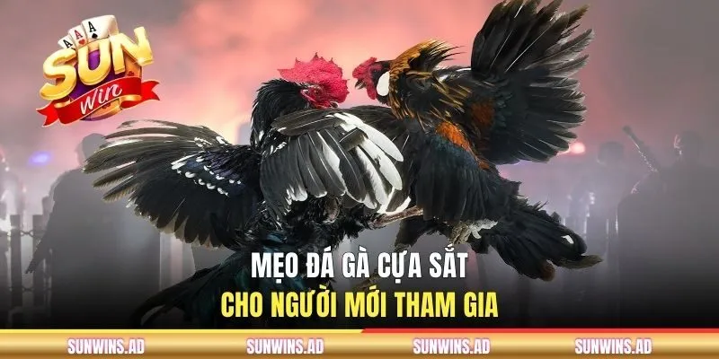 Đá Gà Cựa Sắt - Cách Chọn Chiến Kê Tại Cổng Game SUNWIN 3 Mẹo đá gà cựa sắt cho người mới tham gia