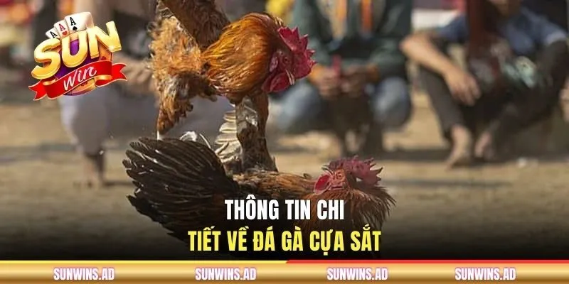 Đá Gà Cựa Sắt - Cách Chọn Chiến Kê Tại Cổng Game SUNWIN 1 Thông tin chi tiết về đá gà cựa sắt