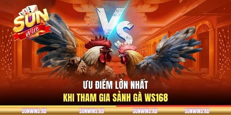 Sảnh Gà WS168 - Nền Tảng Live Stream Chọi Kê Độc Quyền 2 Ưu điểm lớn nhất khi tham gia sảnh gà WS168
